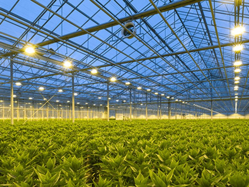 LED BULB trong vườn LED BULB trong vườn